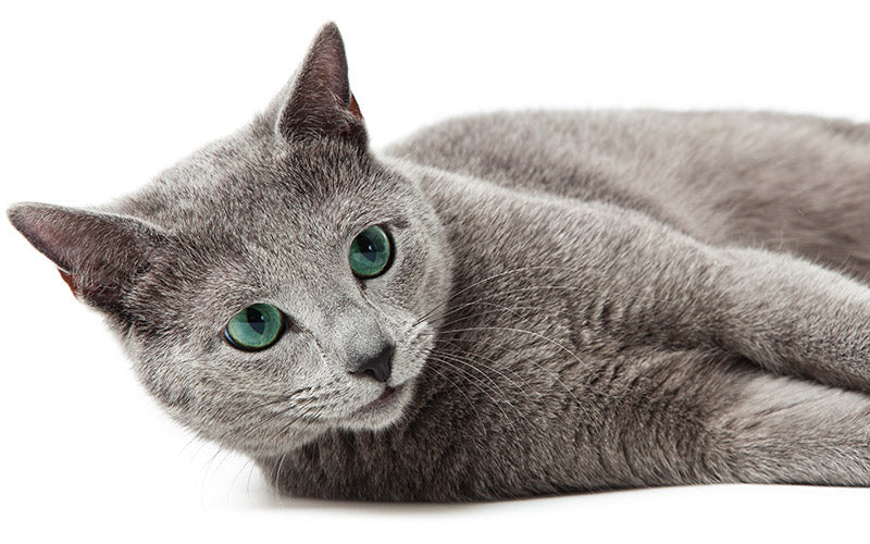 Looking for a Russian Blue Cattery? Heres Your Best Choice