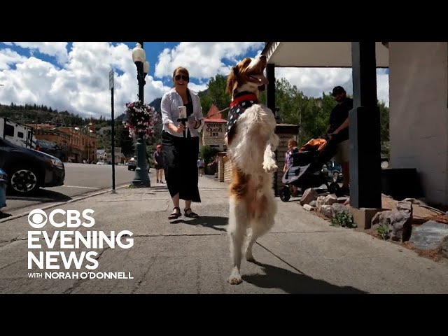 Pet News: Viral Videos and Heartwarming Stories You Cant Miss