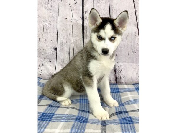 Ohio Siberian Husky: Your Guide to Finding the Perfect Pup