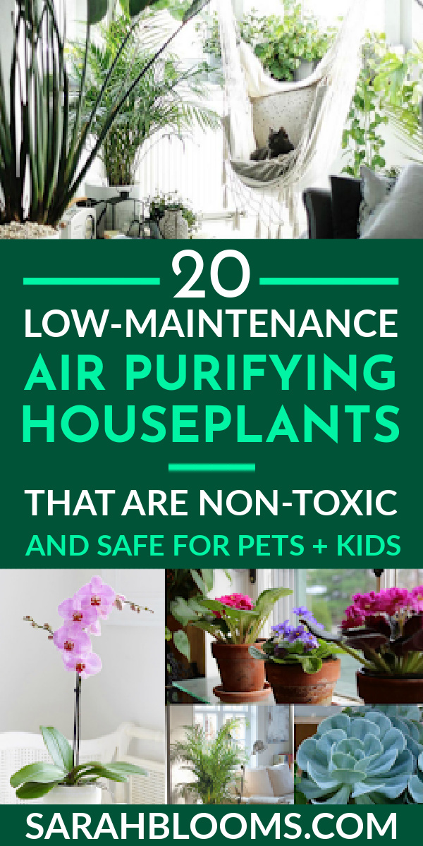 Are These Air Cleaning Plants Safe for Pets? Check It Out!
