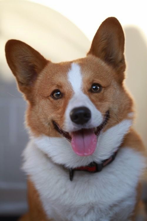 Daily Pembroke Welsh Corgi News (Your Source for All Things Corgi and More)