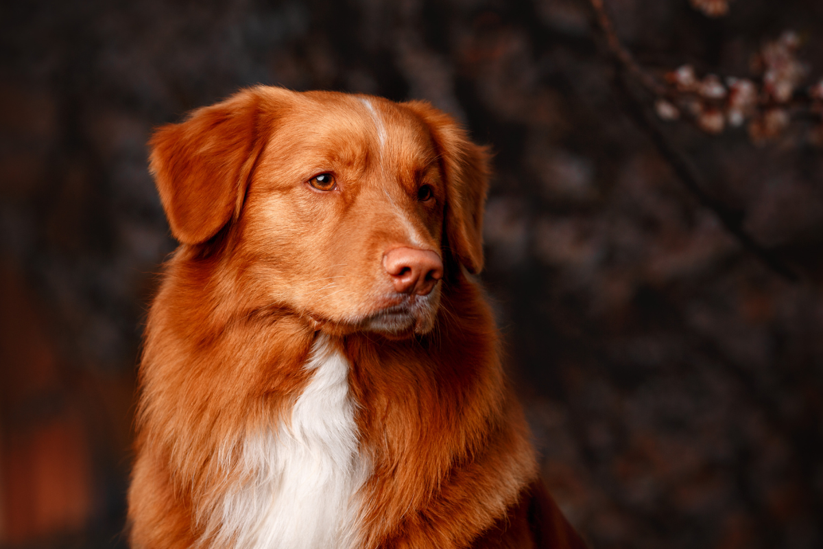 Fun Nova Scotia Duck Tolling Retriever News: Activities and Games to Keep Your Dog Happy!
