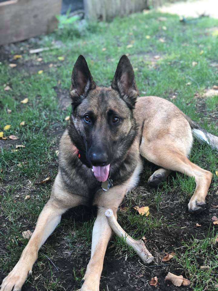 Belgian Malinois German Shepherd Mix: Health and Lifespan
