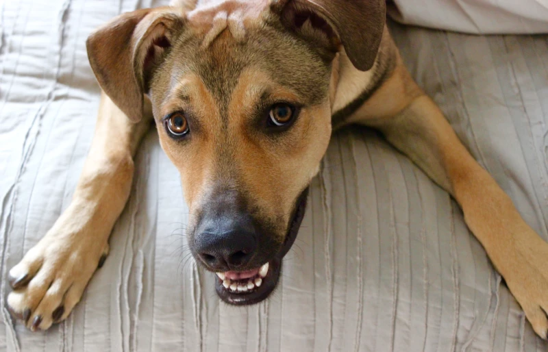 Caring for Your Rhodesian Ridgeback and German Shepherd Mix