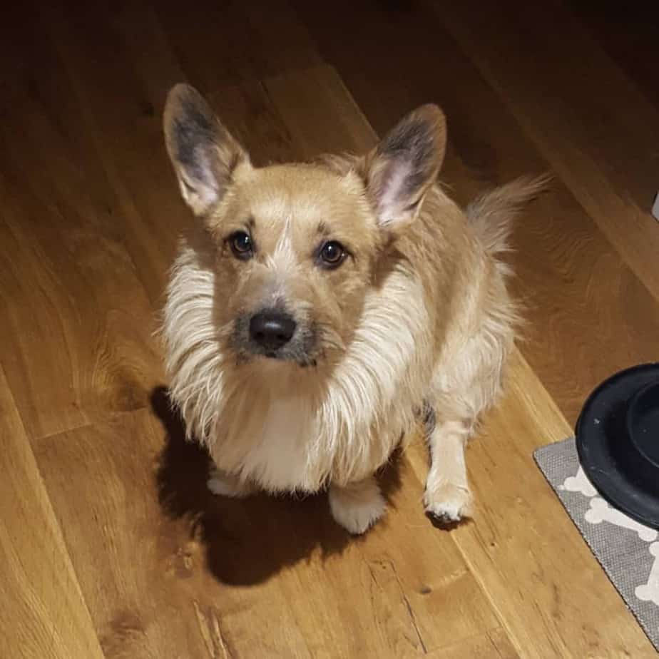 Corgi Terrier Mix: Learn About Their Personality, Care, and More Here!