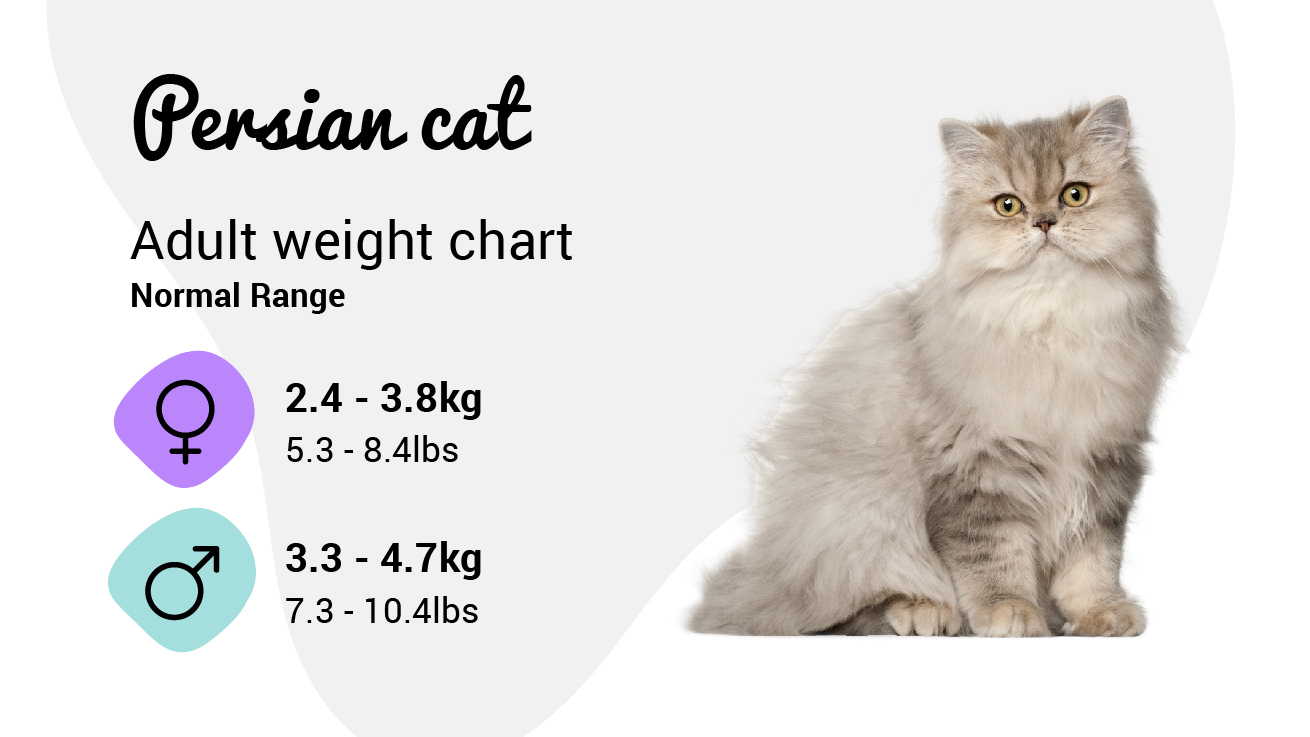 Whats a Healthy Persian Cat Weight Range? A Simple Guide