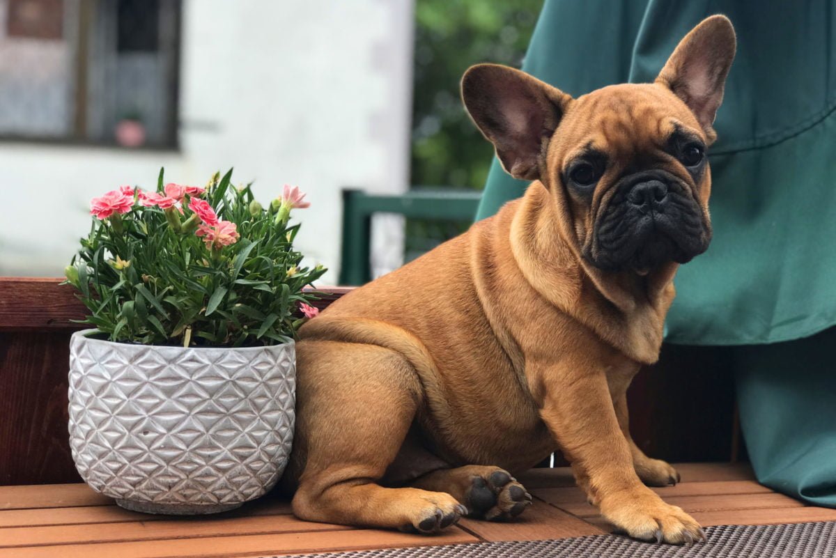 Red French Bulldog: Your Ultimate Guide to This Cute Breed