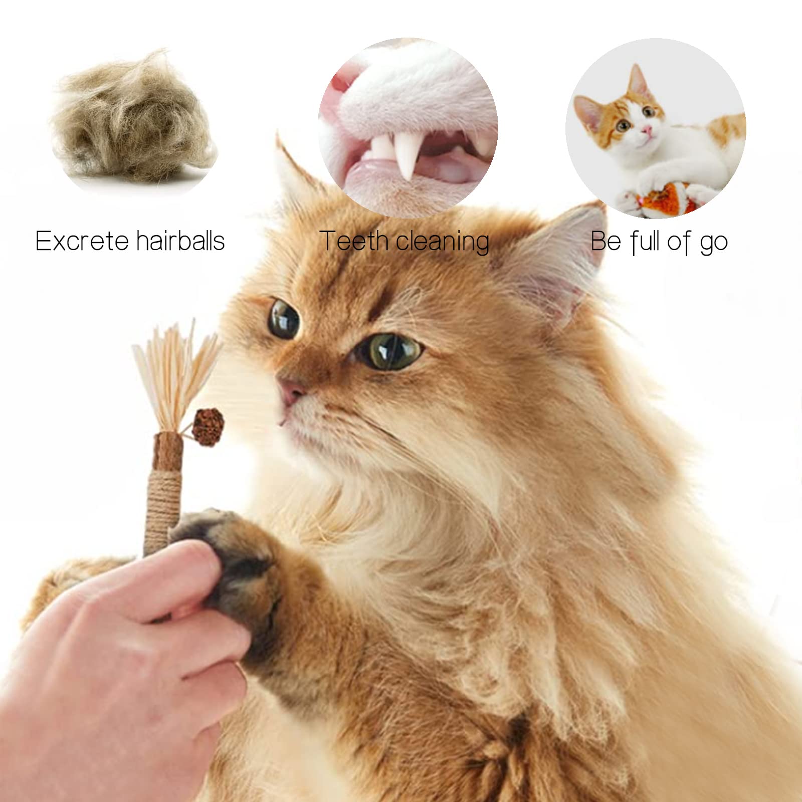 Where to Buy Silvervine for Cats? Top Online Shops Revealed!