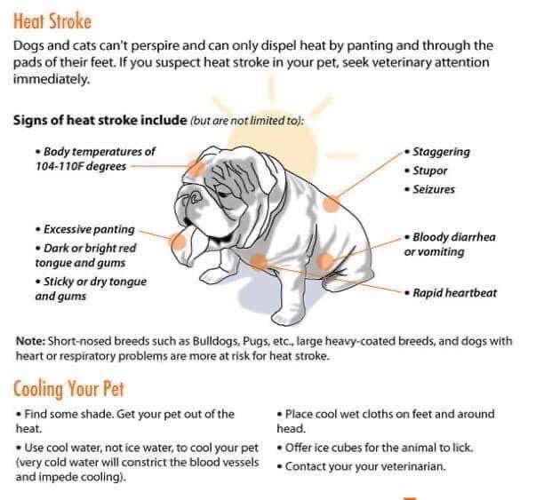 Is Your Panting Bulldog Okay? Learn the Signs of Heatstroke in Bulldogs Now