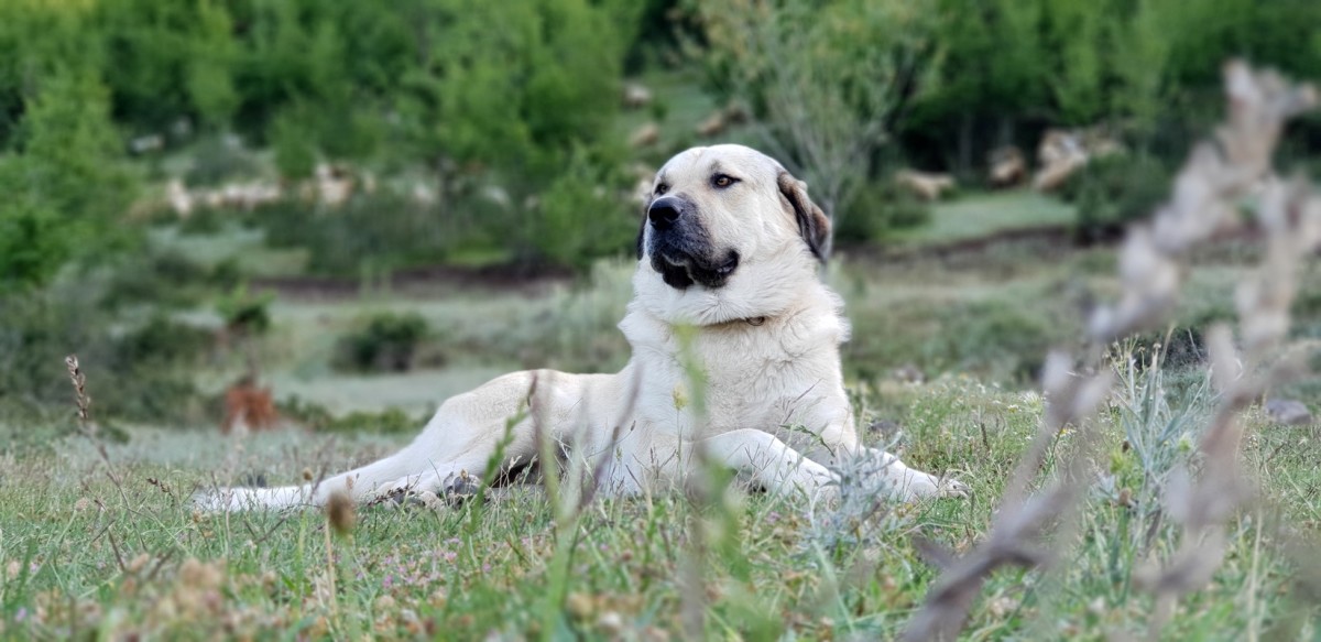 Anatolian Shepherd Dog News: Read All About It Here, Get the Hottest News