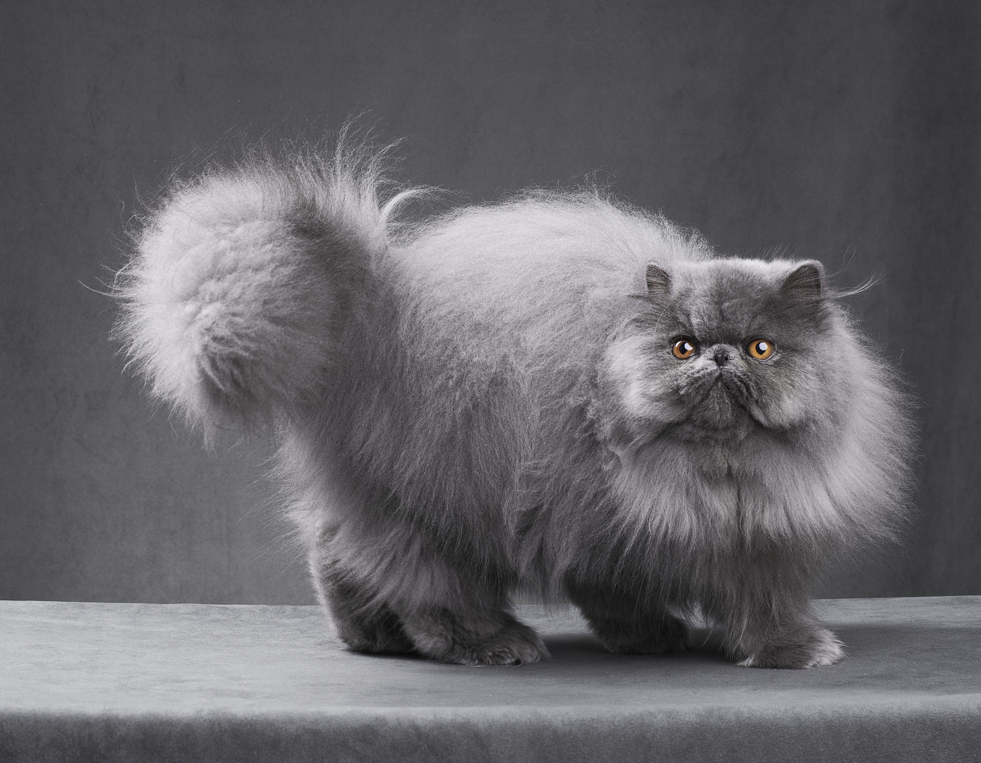 Silver Persian Cat Breeders: How to Choose the Right One for You!