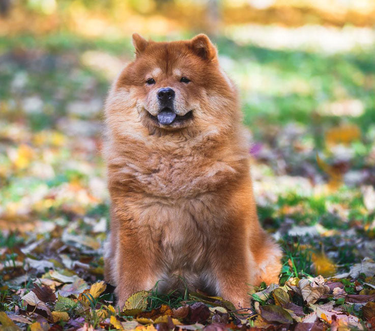 Unique non-sporting dogs: Which ones are the best for you and your lifestyle?