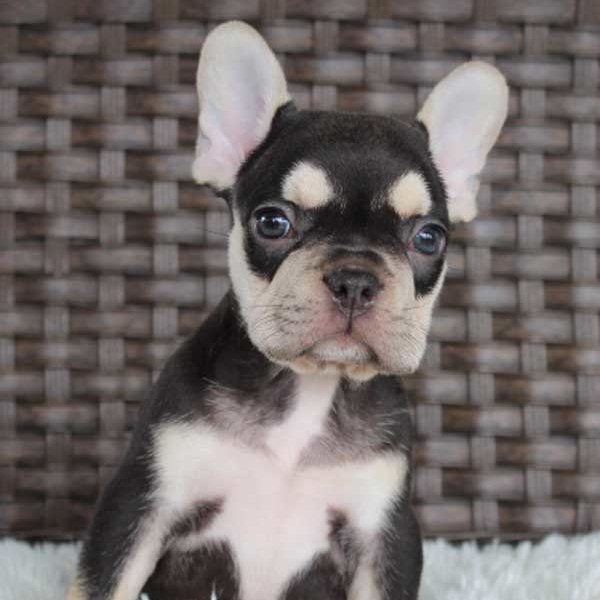 Looking for French Bulldog Puppies for Sale in Michigan? Find Your Perfect Pup Here!