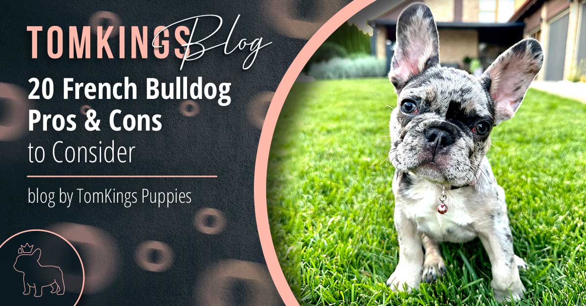 Best Friends: Cats and Bulldogs? Here are the Pros and Cons