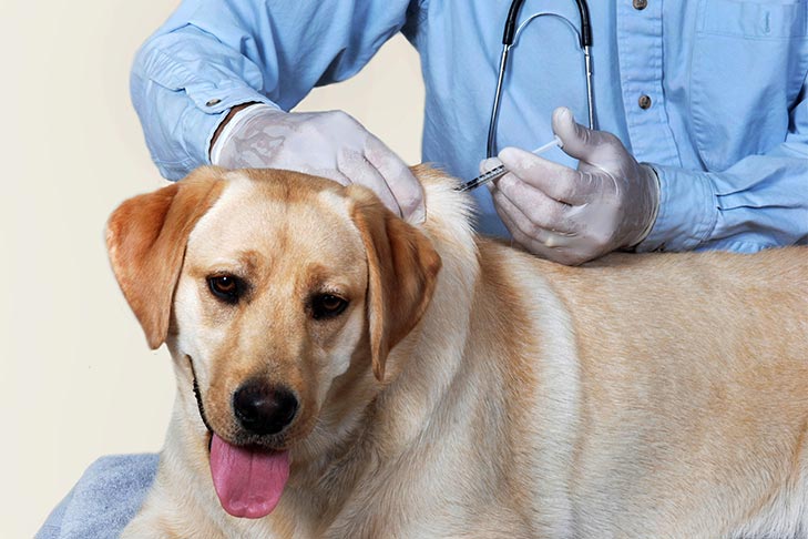Kennel Cough Shot: Side Effects and What They Mean - A Quick Guide to Keeping Your Dog Healthy