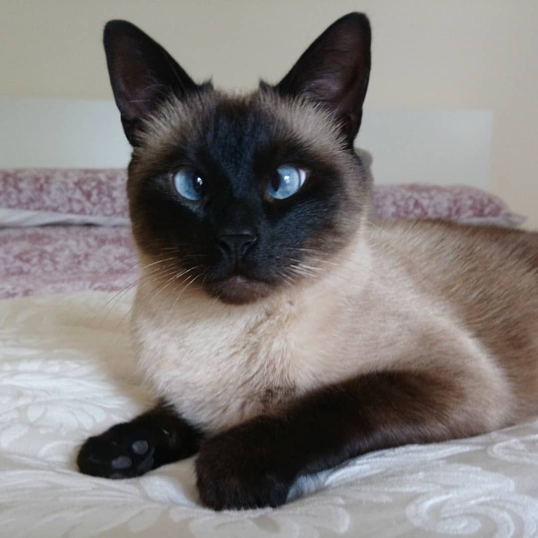 All About Siamese Cat Cross: Looks, Traits, and More!