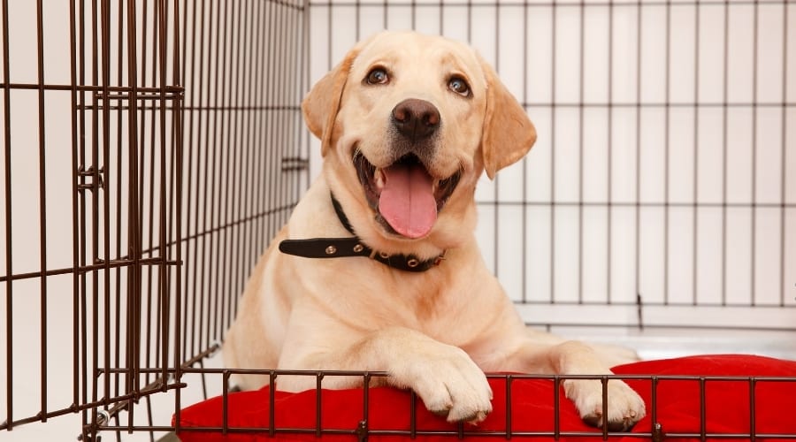 Where to Buy a Labrador Retriever Crate? Best Deals and What to Look For Online and Offline!