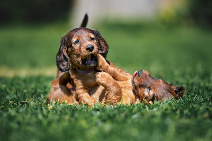 Best Dog Newsletter You Need to Subscribe (Simple Tips to Choose the Right One for Your Pup)