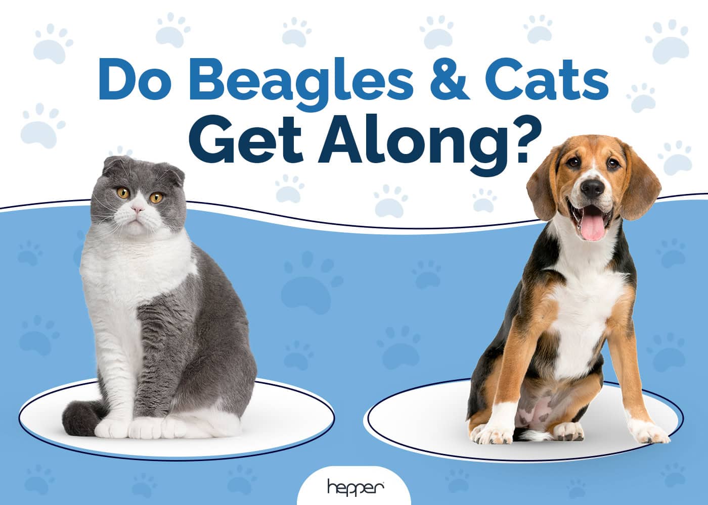 Do Beagles Get Along With Cats: Here is a Complete Pet Guide!