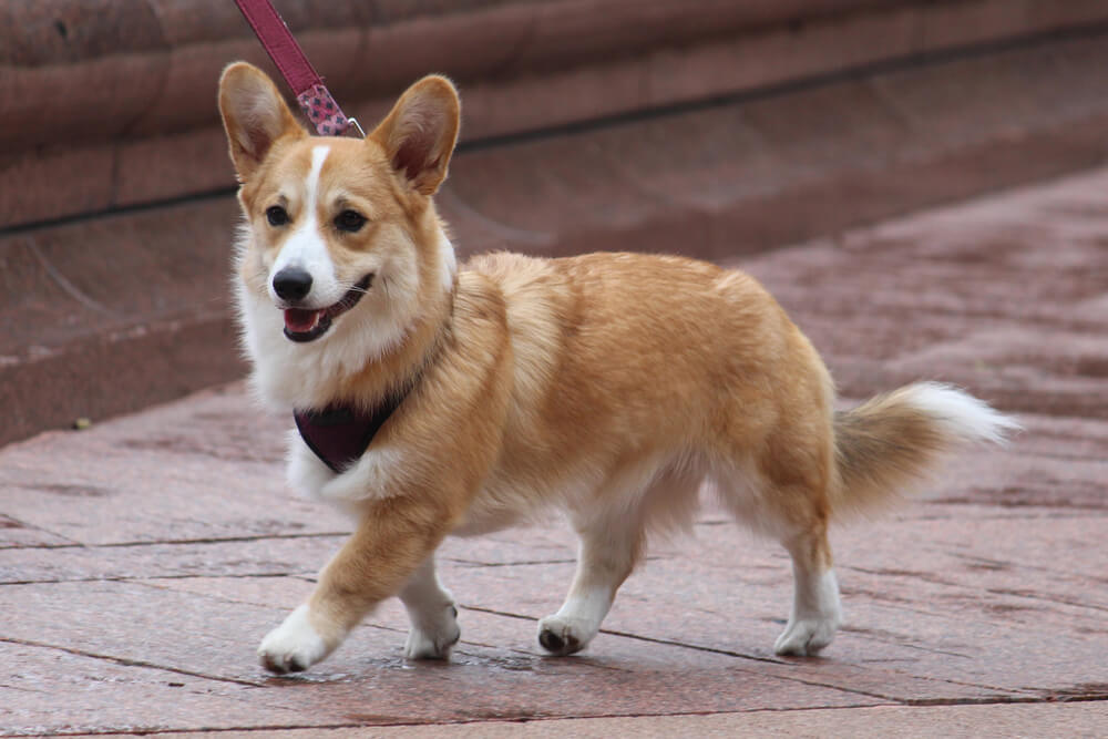 Pembroke Welsh Corgi Tail Docking: Why Is It Done and Should It Be?
