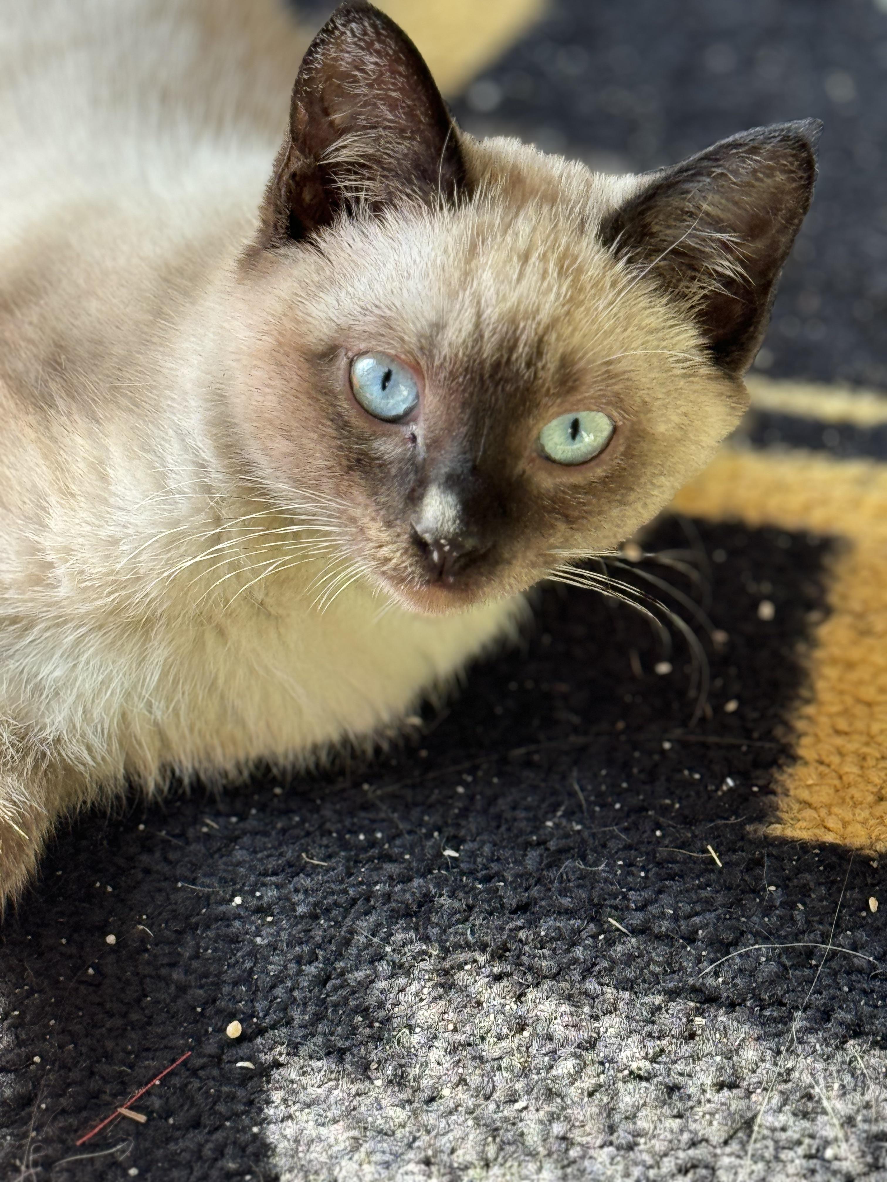 Siamese Cat Cross Breeds: What Do They Look Like?