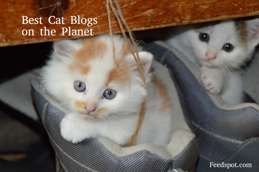 Looking for a Great Cat Email Newsletter? Discover the Top Picks for Every Cat Enthusiast!
