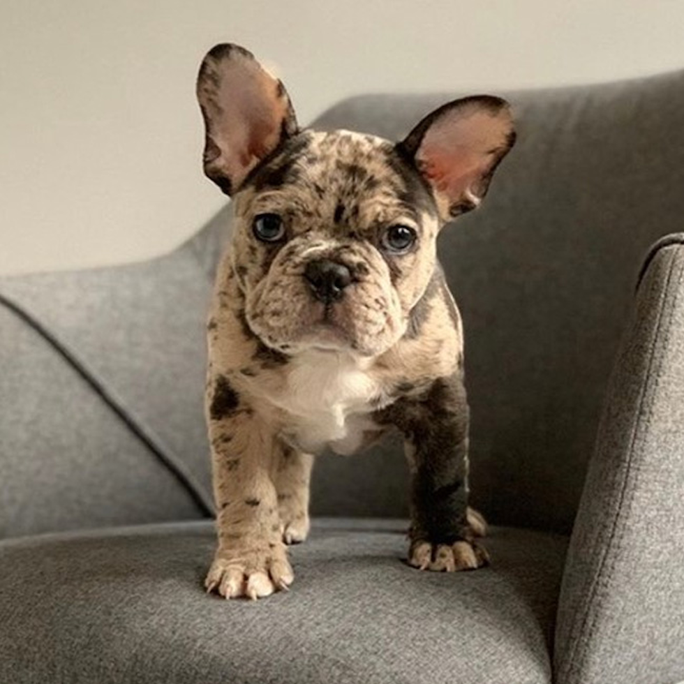 Looking for French Bulldog Puppies for Sale in Michigan? Find Your Perfect Pup Here!