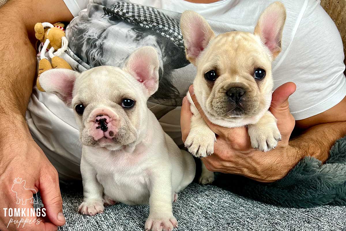 Adorable Bulldogs for Sale in Texas: Ready for a Loving Home!