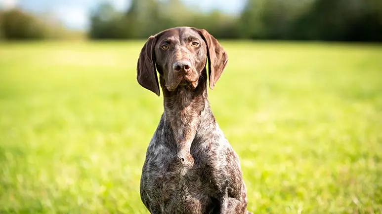 German Shorthaired Pointer News: Learn More With the Latest Breed News!