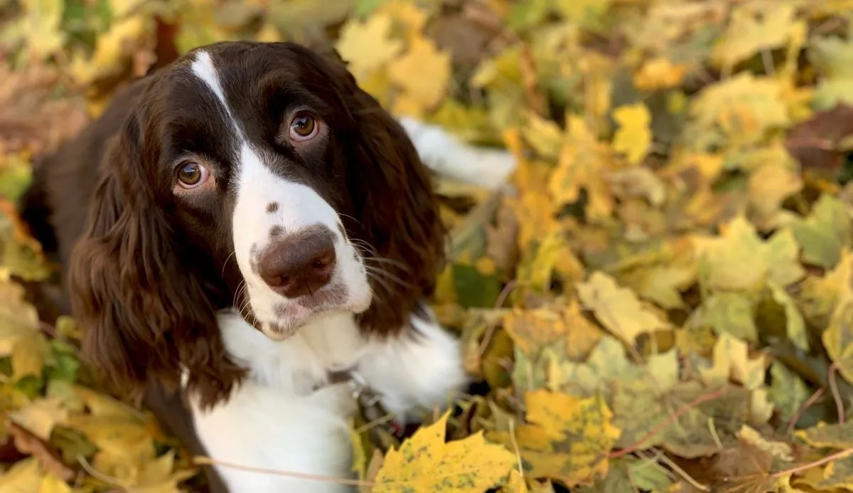English Springer Spaniel News: Whats Happening? Check Here For Breed News, Events, And More!