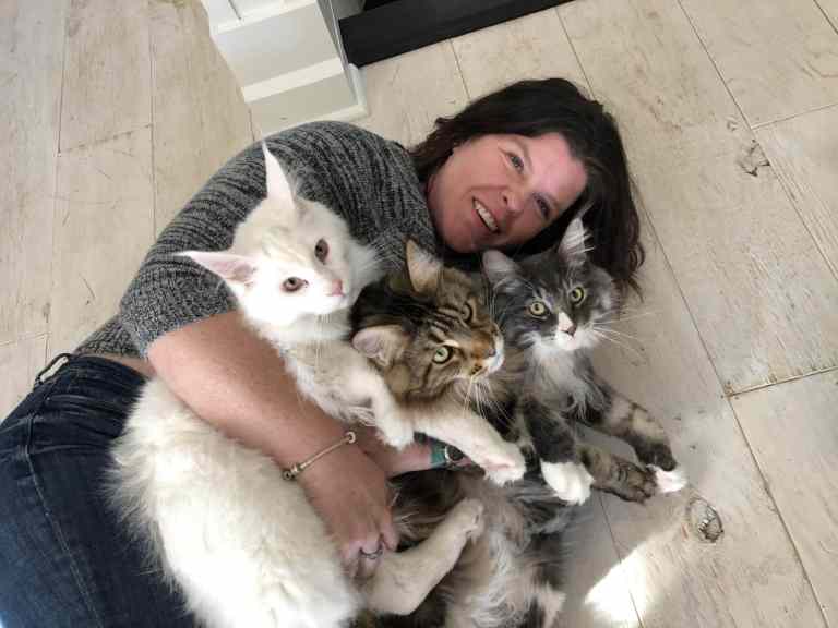 Finding a Good Stud for Breeding Maine Coon Cats (Tips and Tricks for Choosing the Right Male Cat)