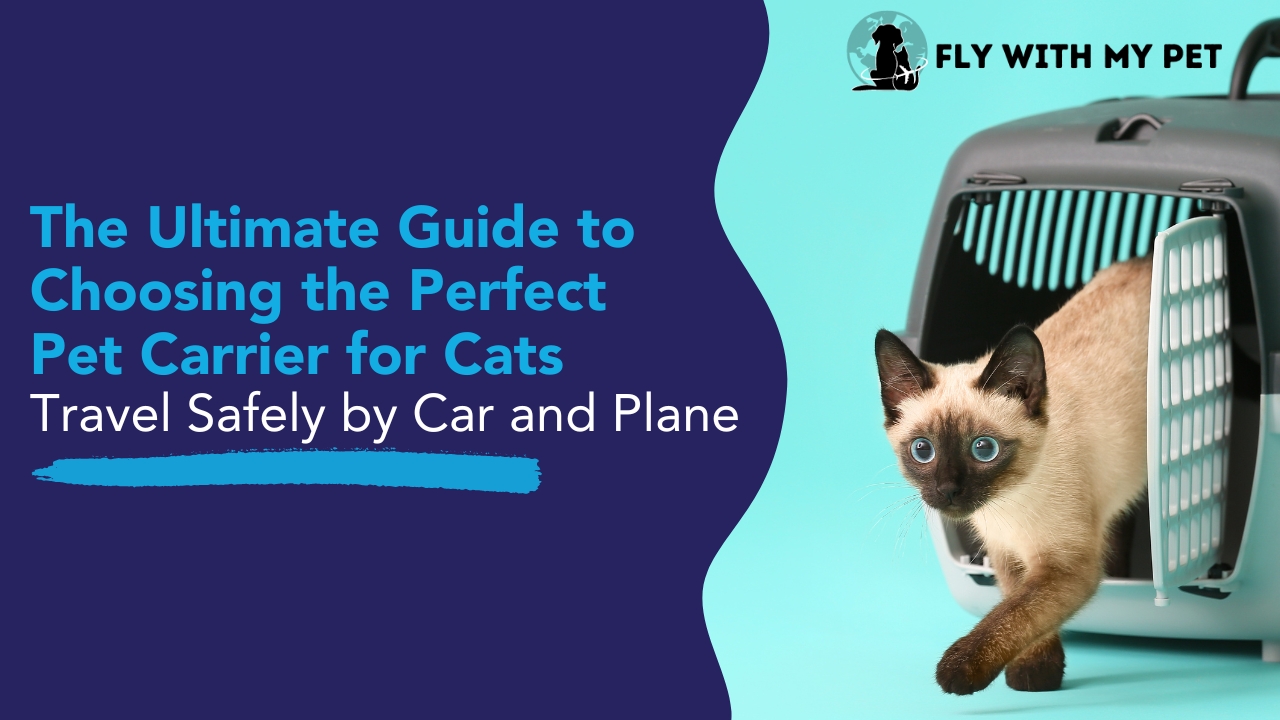 How to choose a toy cat pet carrier? These tips can help you!