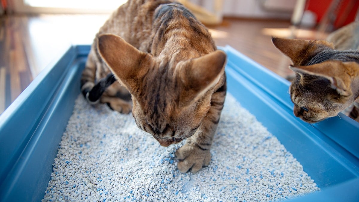 Best Cat Litter for Cats with Asthma? Discover the Top Hypoallergenic Choices!