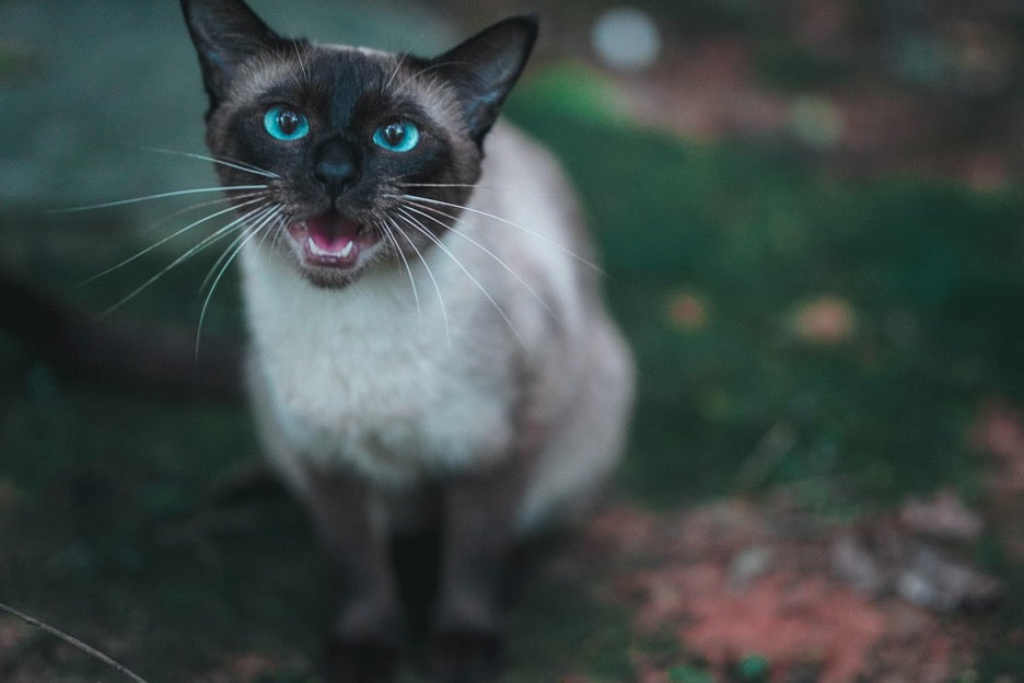 Why are Siamese cats so vocal? Here are easy ways to manage their meowing!