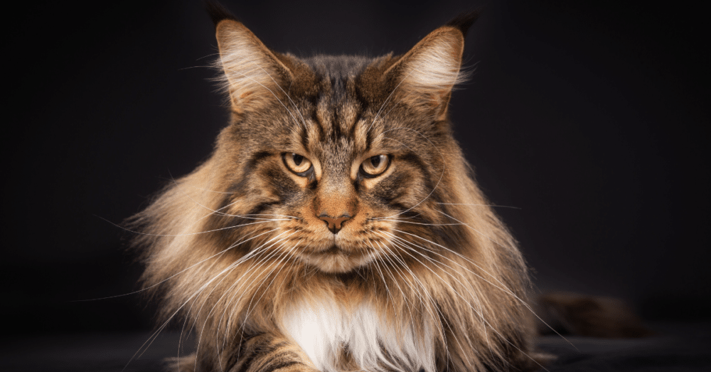 Ready to Buy a Maine Coon? Get the Real Scoop on How Much Are Maine Coon Cats!