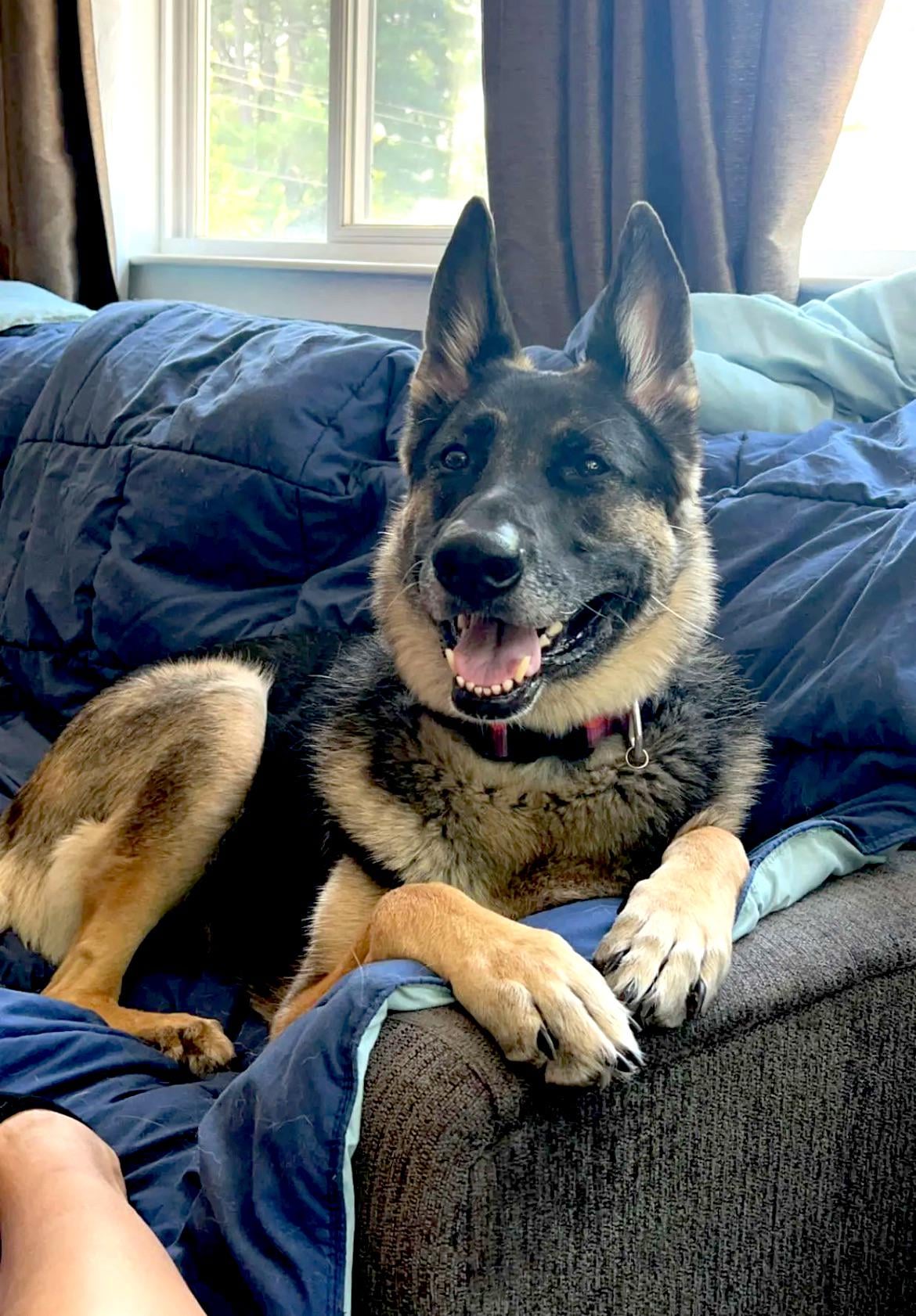 German Shepherd Perianal Fistula Diet: Foods to Feed and Avoid