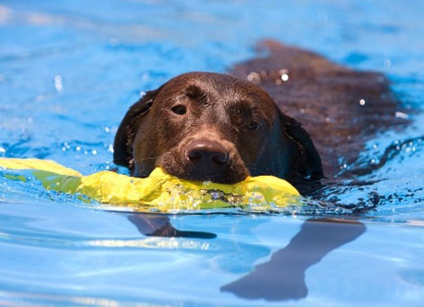 What is Water Therapy for Dogs? Easy Guide to Help Your Dog Swim