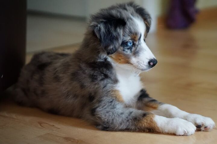 Miniature American Shepherd News: The Cutest Dog Breed? Discover the Latest Trends and Tips!