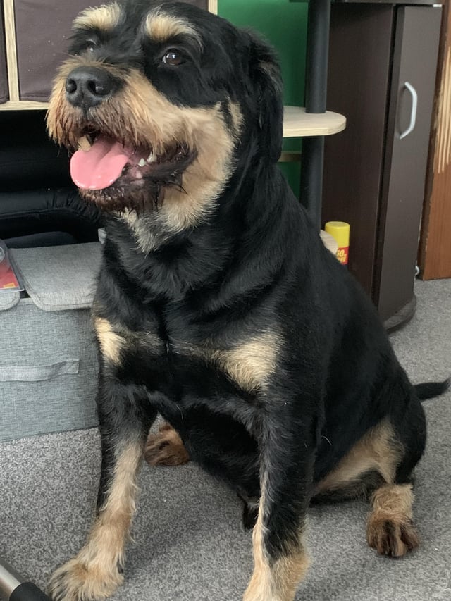 Schnauzer Rottweiler Mix: Everything You Need to Know