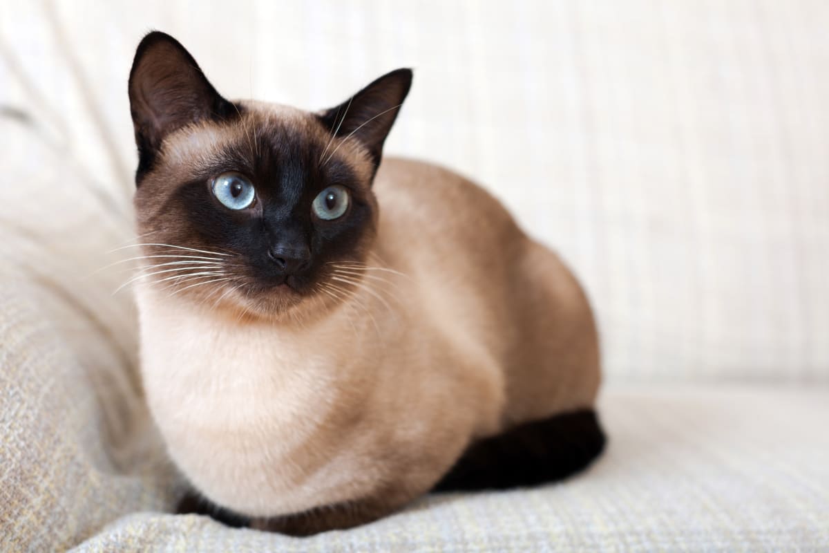 Famous Siamese Cats: Discover the Most Popular Ones Here