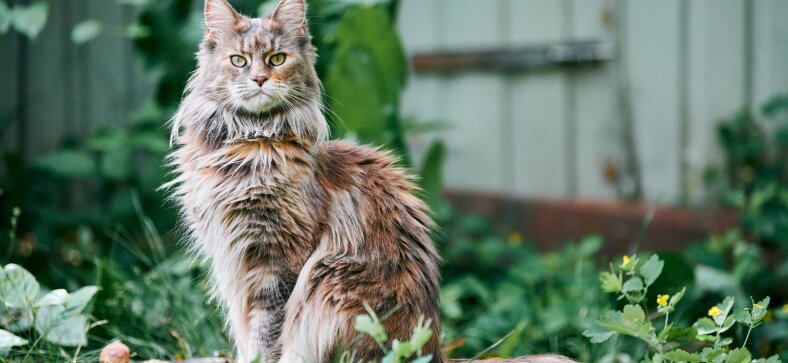 Living with Maine Coon Cats and Allergies: Is it Possible? Practical Advice for Cat Lovers.