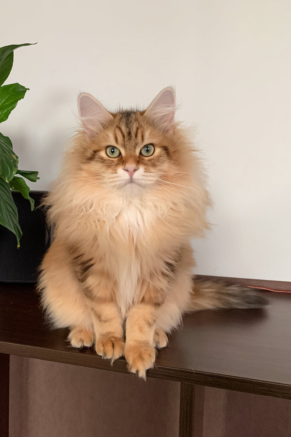 Looking for Purebred Siberian Kittens? Siberian Beauty Cattery: Meet our beautiful and healthy cats.