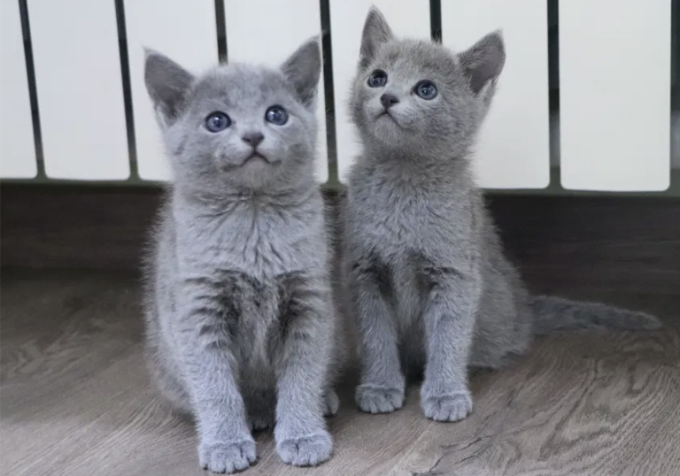 Russian Blue Cat Long Hair Kitten: The Ultimate Guide to Your Fluffy New Friend