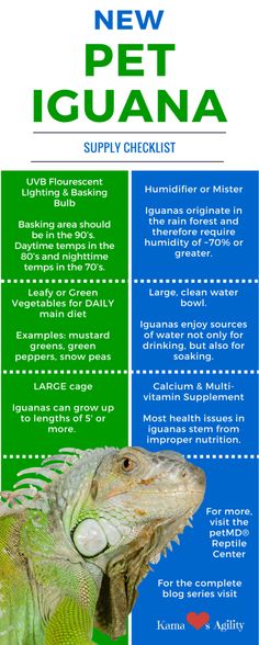 Iguana Pet Supplies Checklist: Dont Forget These Items