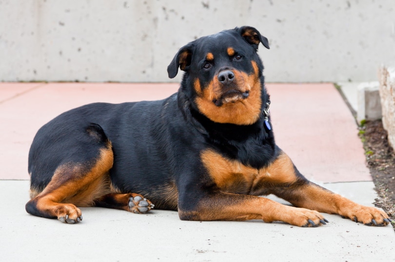 Roman Rottweiler Dog: Learn About the History and Traits of This Big Dog!