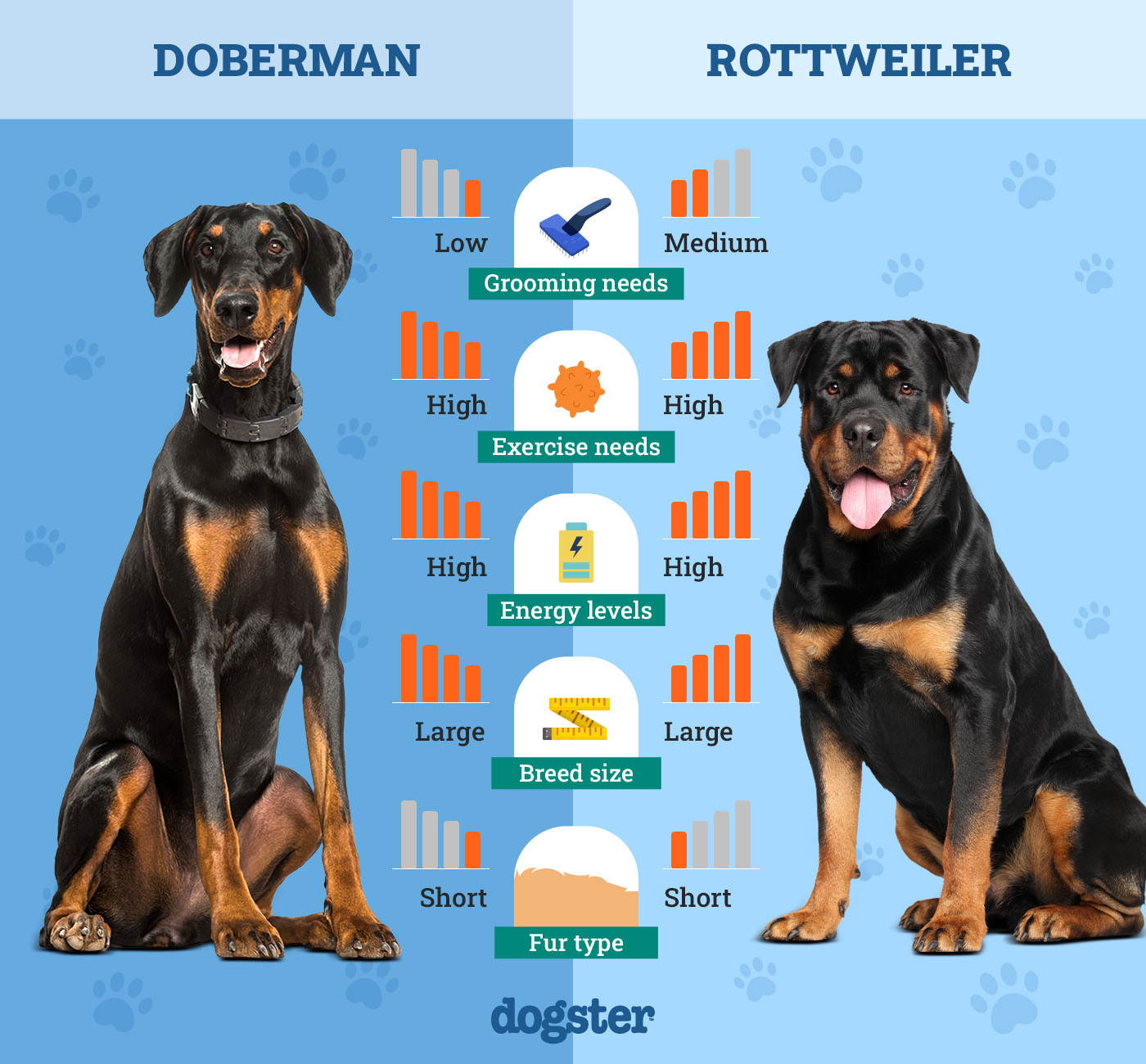 Are Rottweilers and Dobermans Related? Find Out Now!