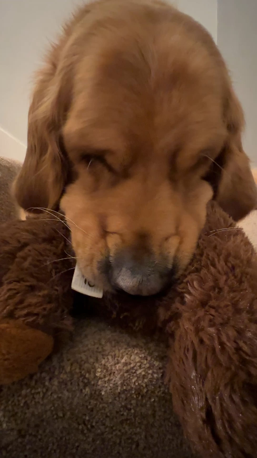 My Dog Suckles On Toys: Is It Normal Or Should I Worry?