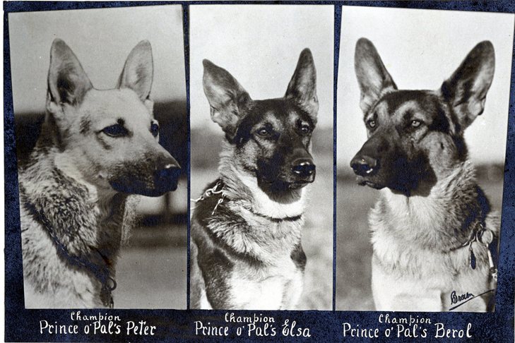 German Shepherd 1850: Everything You Need to Know Today