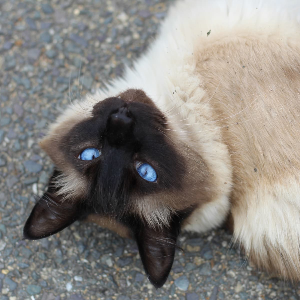 Whats So Special About Chocolate Point Siamese Cats? Learn All About Them!