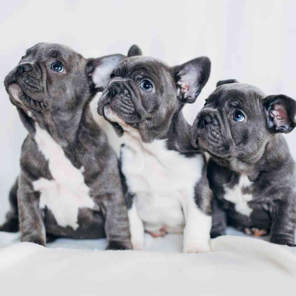 Best Place for French Bulldogs for Sale in Michigan: Tips for Choosing Your Pup!